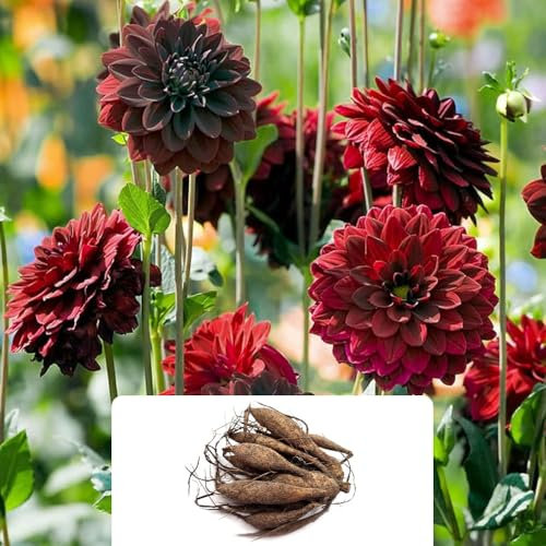 1 Dahlia 'Arabian Night' – Dark Red Dramatic Blooms – Summer-Flowering Perennial Bulb – Perfect for UK Gardens & Climate Conditions