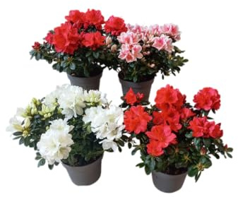 Cuatro Azaleas en Flor – Plantas Vivas para Ambientar con Belleza Natural