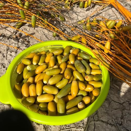 Semi di palma da dattero, Le perenni sono acquistare semi di palma da datteri, da giardino comprare 50pcs