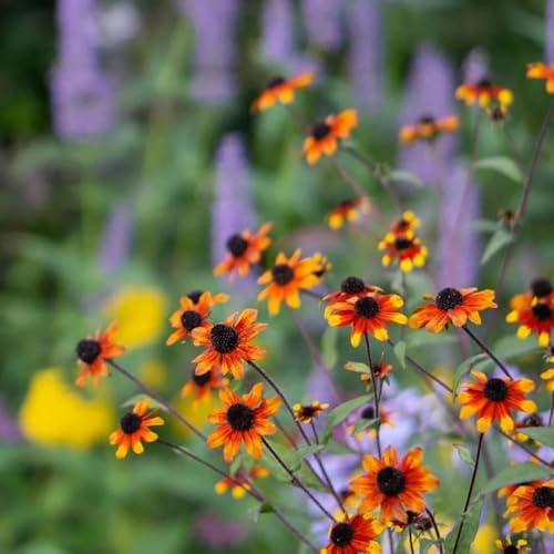 Sonnenhut schmetterlingsflieder blumenwiesensaat topfpflanzen echt wildblumensamen mehrjährig winterhart schnittblumen balkongewächshäuser extrem winterharte kübelpflanzen 550samen