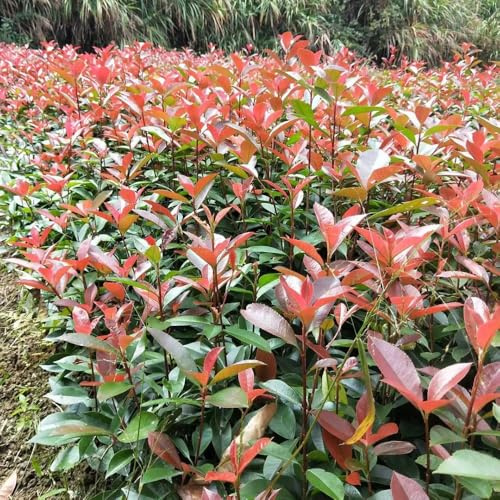Semillas de Níspero Red Robin - Las perennes son perennes resistentes. Photinia Red Robin, de cobertura, Las de jardín son resistentes 700pcs