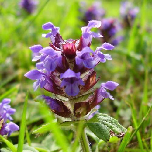 Prunella vulgaris VAR. lanceolata (Heal All) 700 Seeds by Earthcare Seeds Heirloom - Non GMO - Open Pollinated