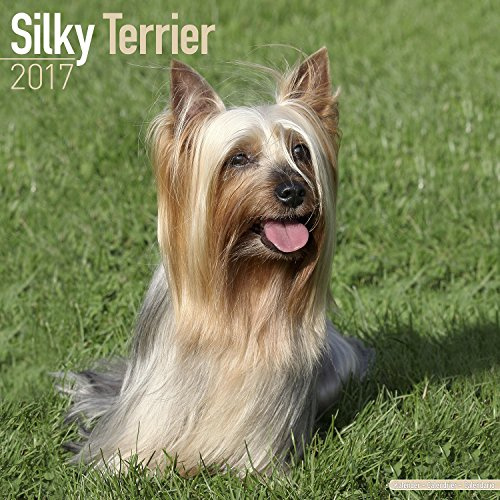 Silky Terrier 2017: Original Avonside-Kalender [Mehrsprachig] [Kalender] (Wall-Kalender)