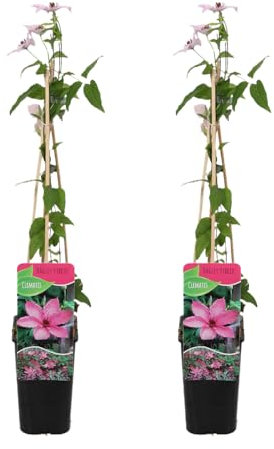 Bloomique - Set di 2 - Clematis ‘Hagley Hybrid’ - Clematide - Rosa - Rampicante - Resistente al freddo - Alte 50-70 cm - Vaso 15 cm