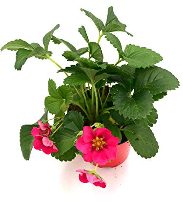 Erdbeer Pflanze Toscana Fragaria ananassa Frucht Pflanze 3stk.