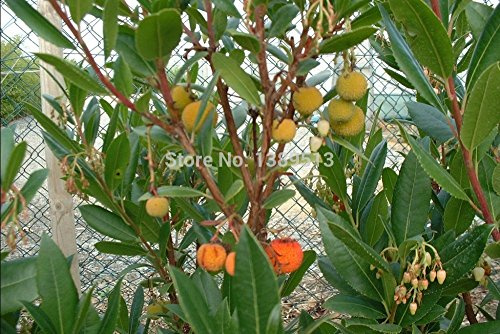 Arbutus unedo Arbre à fraises Surinam Arbre tropical et graines de bonsaï Graines de fruits chinois pour la santé Paquet de 100 graines