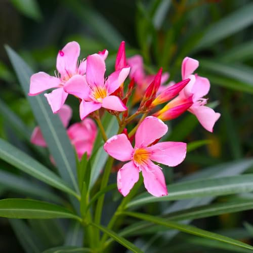 New Fresh Oleander Flower Seeds 100pcs Pink