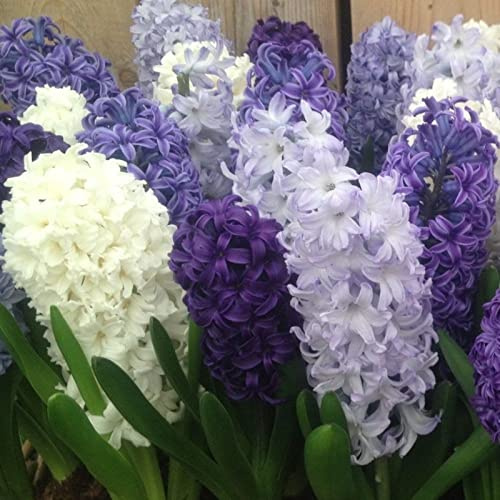 Hyacinthus Bulbi - Robusti, Naturali, Freschi, Compatti, Vitali-6 Bulbi