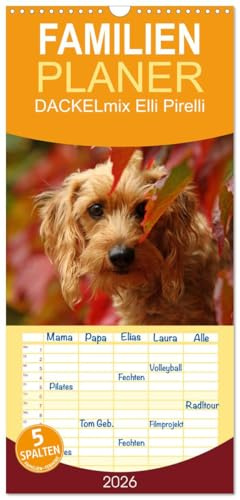 Familienplaner 2026 - DACKELmix Elli Pirelli mit 5 Spalten (Wandkalender, 21 cm x 45 cm), CALVENDO: mit neuen Abenteuern aus der Hundeknipserei (CALVENDO Tiere)