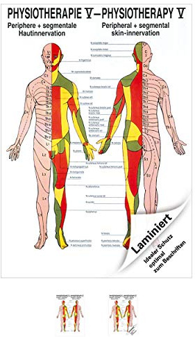 Sport-Tec Hautinnervation Mini-Poster Anatomie 34x24 cm medizinische Lehrmittel