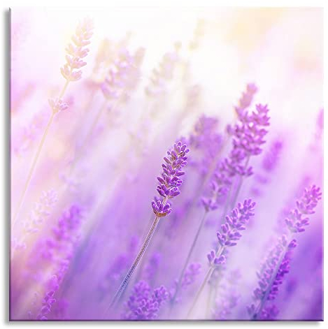 Pixxprint Glasbild, Wandbild auf Echtglas, Schöner Lavendel im sanften Licht, 50x50 cm, inkl. Aufhängung und Abstandshalter