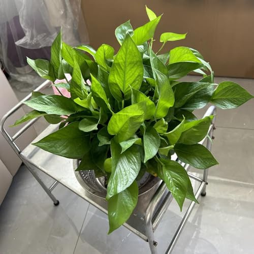 semi di pothos - d'appartamento tappezzanti giardino balcone 160pcs