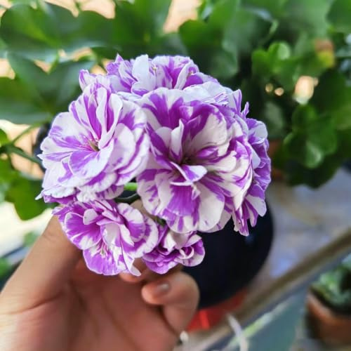 geranio - pelargonio de ornamentales trepadoras jardín rocas 65semillas