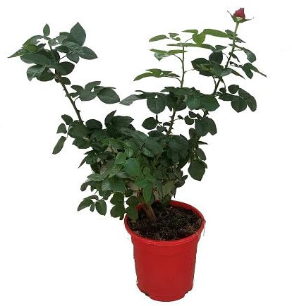 Rosal Grandiflora Rojo Natural - Flores Coloridas que Crean un Jardín Encantador