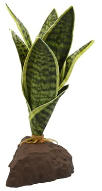 Lucky Reptile Sansevieria