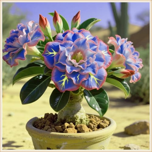 Rosa del deserto bonsai Per fioriere eleganti,Capolavori in vaso di premium garden stakes a rapida crescita brillante,Bellezza Ambiente,adenium obesum vera.-1unità-A