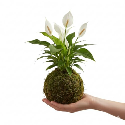 Lirio de la Paz en Kokedama | Espatifilo Natural Vivo | Planta Decorativa de Interior DECOALIVE | Kokedama Artesanal Premium