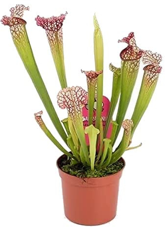 Sarracenia Leucophylla Planta Natural en Maceta de 8cm Planta Carnívora