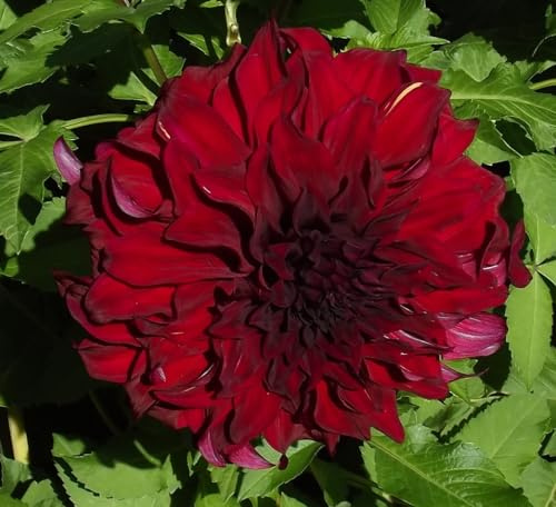 Dahlienknolle : Dahlia - Riesenschmuckdahlie  Bohemian Spartacus  1 Knolle/Rhizom