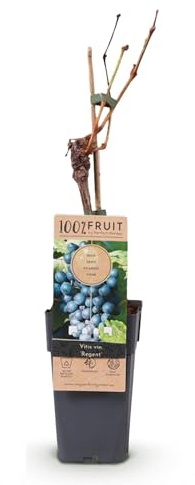 Weinrebe – Blaue Traube – Vitis vinifera Regent – Obstpflanze – 2 Pflanzen – 15cm – Höhe ca. 50cm