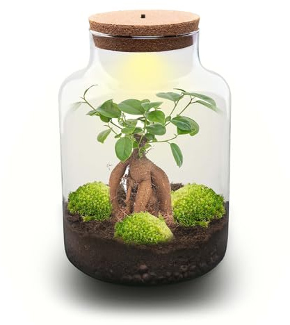 urbanjngl.com - Milky Bonsai - Flaschengarten mit Licht - DIY Terrarium mit Pflanzen im Glas - Ø 21 cm ↑ 30 cm