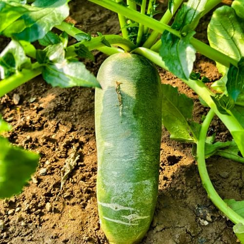 semillas de rábano orgánico - rábano - jardín perennes resistentes de variedades antiguas de invierno, resistentes para 200pcs