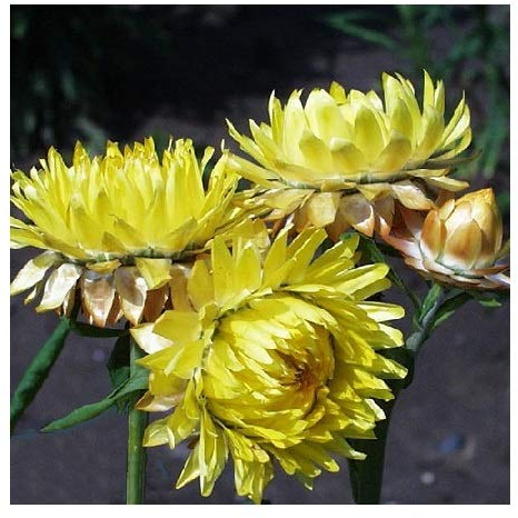 Helichrysum 'Lemon Yellow' / Xerochrysum braceatum/Everlastings/Good Cut and Dried Flowers/Seeds