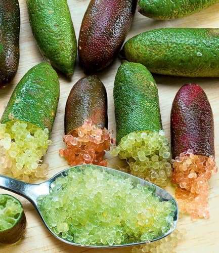 BALDUR Garten 2x Kaviar-Limette, Pflanzen im 12 cm-Topf | Fruchtfleisch sieht wie Kaviar aus, frisches & prickelndes Limettenaroma, immergrüne Zitruspflanze, trockenresistent