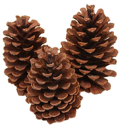 6 Stück Tannenzapfen,Natürliche Kiefernzapfen,Weihnachten Tannenzapfen,Lärchenzapfen,Weihnachten Kiefernzapfen,Getrocknete Tannenzapfen Dekoration für Weihnachtsbaum,Amerikanische Kiefer M,12-15cm