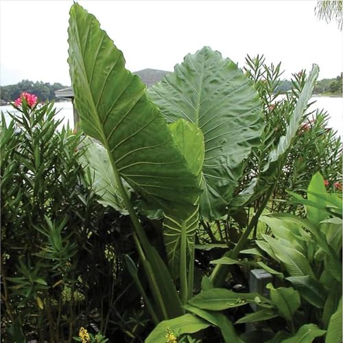 Seltene, Mysteriöse magische Glühbirne, Mehrjährige Blumenzwiebel ist winterhart,Exotisch,Winterhart pflanzen,Blumenzwiebel Mix,Lebende Pflanzen-3 Elefantenohr knolle