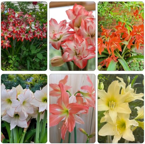 amaryllis balcon prado Camas elevadas para el jardín cama elevada resistentes decoración oficina bulbi perennes y resistentes al 5pcs