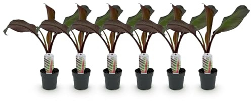 Bananenpflanze Ensete ventricosum Maurelli – 6 Pflanzen – Winterhart – Tropische Gartenbanane – Topf Ø12 cm, Höhe ca. 30 cm – Für Beet & Terrasse