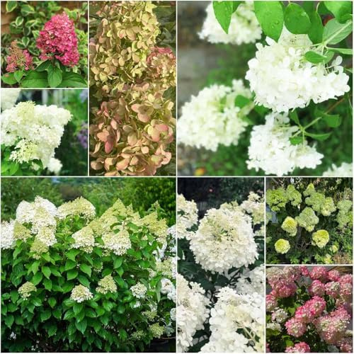 Semillas resistentes de hortensia panícula - serie de raras - del jardin balcon resistentes para jardín, interior 10pcs