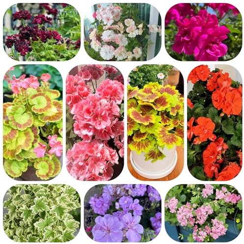 semillas de geranio en resistentes al aire libre geranios pelargonios colgantes resistentes para el jardín de balcón, decoración de sala 500pcs