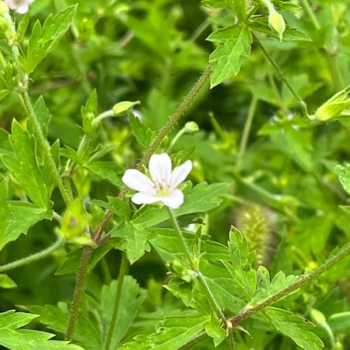 semillas de geranios perennes, para Decoración de oficina, resistentes para jardín. 35pcs