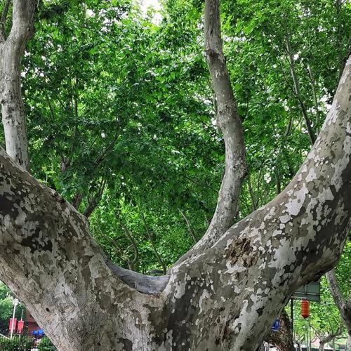 Platanus orientalis da ufficio mini giardino biologico decorazioni da giardino per esterni resistente sempreverdi balcone arredamento del soggiorno resistenti in vaso 250semi