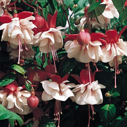 Bedwen Fuchsia 'Swingtime' Plug Plant x4 – Heritage Trailing Variety with Double Red & White Flowers