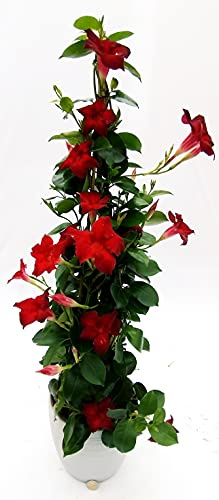 POWERS TO FLOWERS - MANDEVILLA DIPLADENIA ROSSA A PIRAMIDE H90CM, IN VASO CERAMICA BIANCO A RIGHE, pianta vera