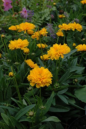 Coreopsis grandiflora 'Early Sunrise' 9x9 cm Topf – Winterhart, Mehrjährig, Pflegeleicht – Mädchenauge – Staude für Beet & Garten