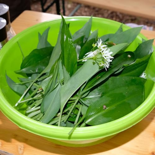 semillas de ajo silvestre, jardín regalos para en resistentes silvestres balcón verdes raras jardín 500pcs
