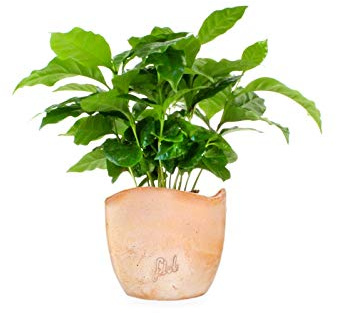 Pianta di Caffè Altezza 25 cm, Pianta Vera, Pianta da Interno, Vaso Artigianale in Cemento (onda)
