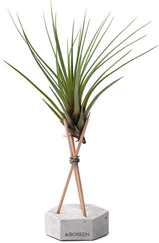 BOREEN - Plantas de Aire Tillandsia Tri con Soporte de Escritorio Decorativo (Hex. hormigón Gris con Varillas de Madera)