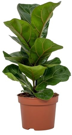 La Green Touch - Ficus Lyrata Bambino – Zimmerpflanze – Topf 12 cm, Höhe 30 cm