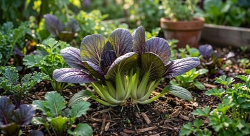 Pak Choi Lila 1g - ca. 500 Samen Knackiger Premium Asia-Salat Gemüse-Saatgut