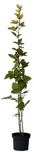 Brombeere Lubera (R) Navaho (R) stachellos aufrecht robust, ca. 60 cm, gestäbt im 3 Liter Topf