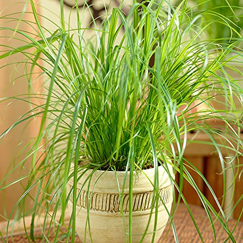 Cyperus alternifolius Zumula | Katzen freundlich getopfte Hauspflanze (20-30cm im Topf)