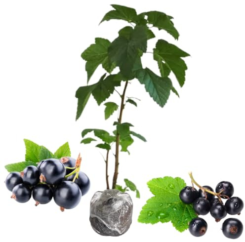 Consort Currant Plant Live for Planting 5-9 Inch Tall, Black Currant Bush Live Plant, Sweet Currant Berries