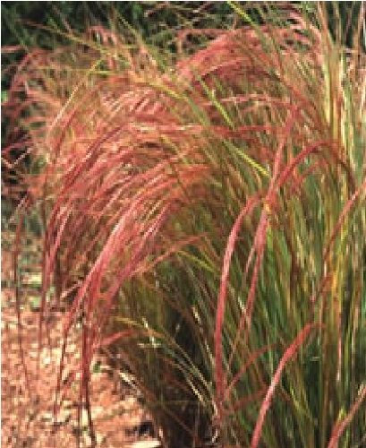 Just Seed - Ornamental Grass - Stipa arundinacea - 100 Seed