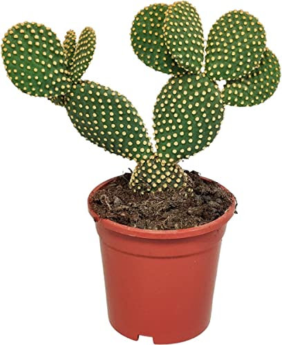 DECOALIVE Opuntia Microdasys Cactus Natural para Dentro y Fuera de Casa