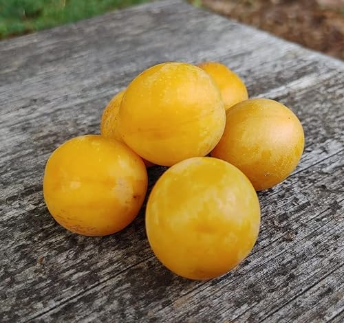 Zwerg-Reneklode `Golden Crimson´, kleinbleibender Obstbaum, ca 100-140cm im 7,5L-Topf